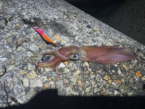 ケンサキイカの釣果