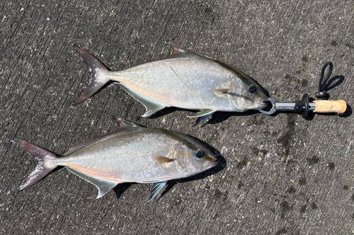 ヒレナガカンパチの釣果