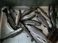 ニジマスの釣果