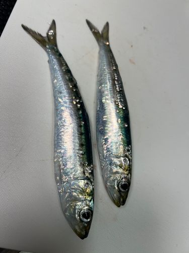 マイワシの釣果