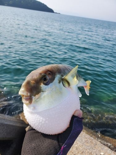 シロサバフグの釣果