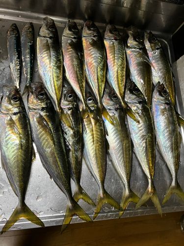 マアジの釣果