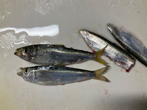 サッパの釣果
