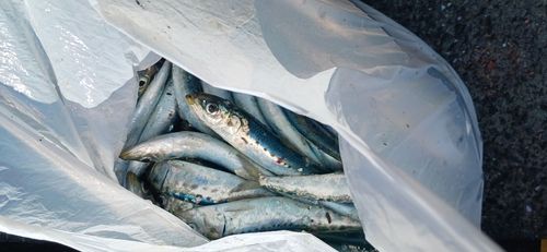 マイワシの釣果