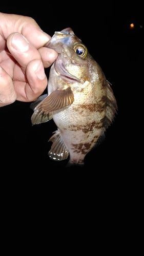 クロメバルの釣果