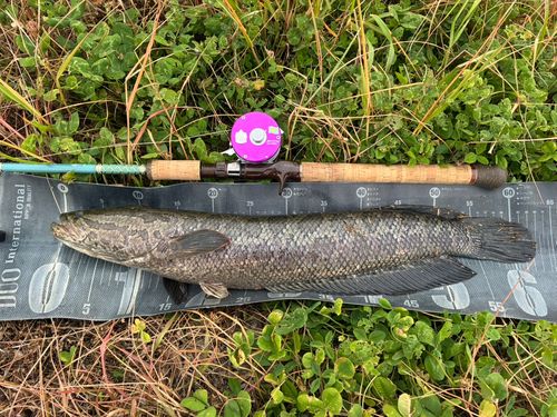 ライギョの釣果