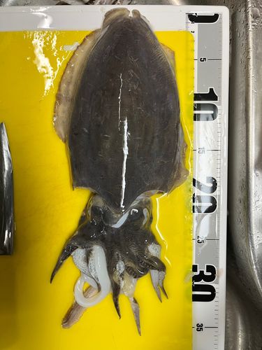 モンゴウイカの釣果