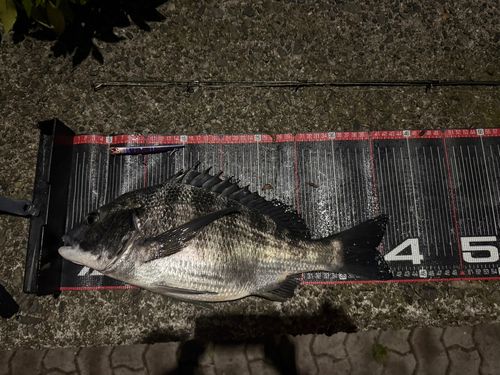 チヌの釣果