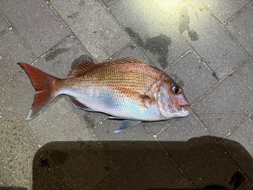 マダイの釣果