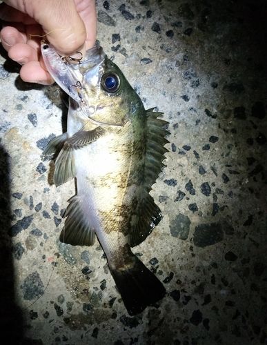 メバルの釣果