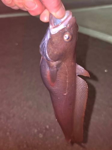 チゴダラの釣果