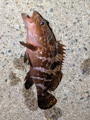 キジハタの釣果