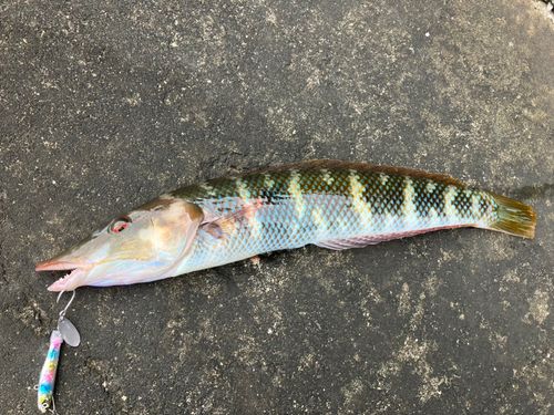 カマスベラの釣果