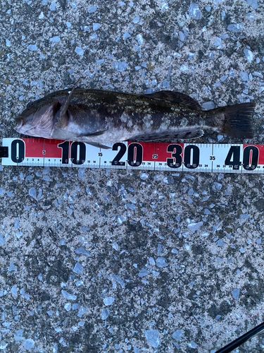 アイナメの釣果