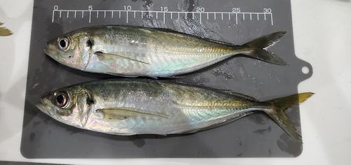 マアジの釣果