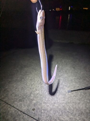 アナゴの釣果