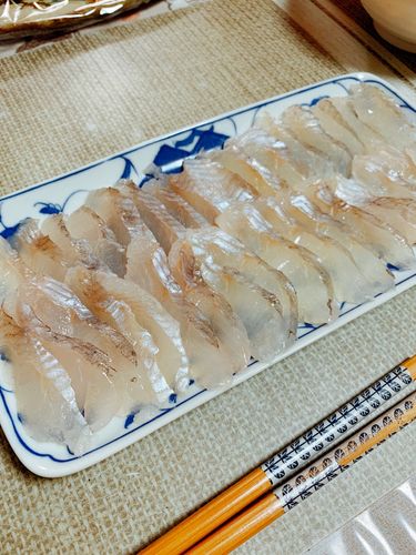 クロソイの釣果