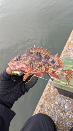 ガシラの釣果