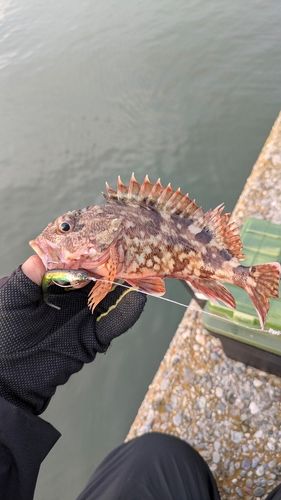 ガシラの釣果