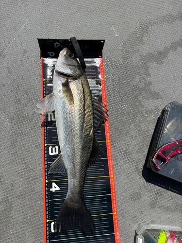 シーバスの釣果