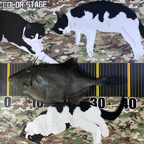 ウマヅラハギの釣果
