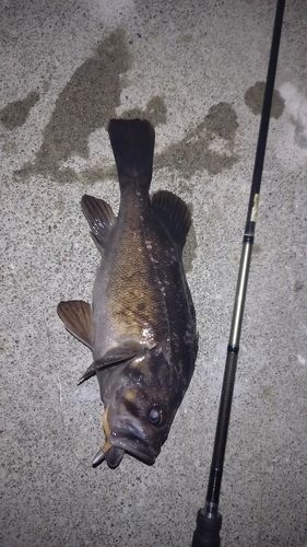 クロソイの釣果