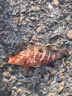 キジハタの釣果