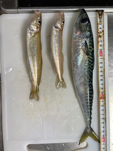 キスの釣果