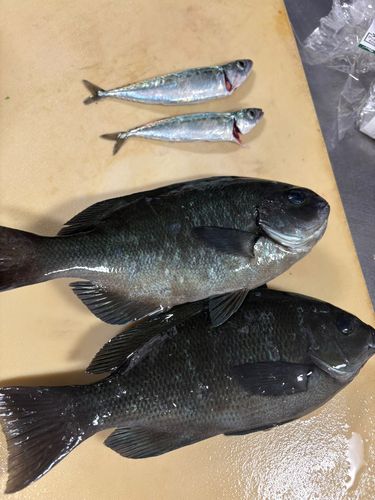 メジナの釣果