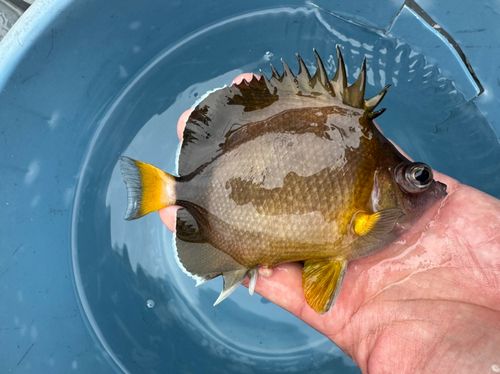 チョウチョウウオの釣果