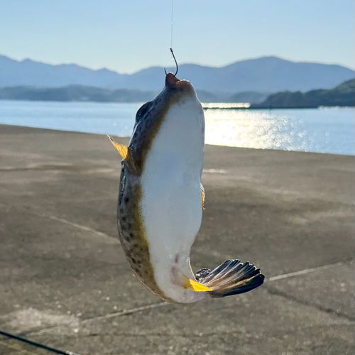 ヒガンフグの釣果