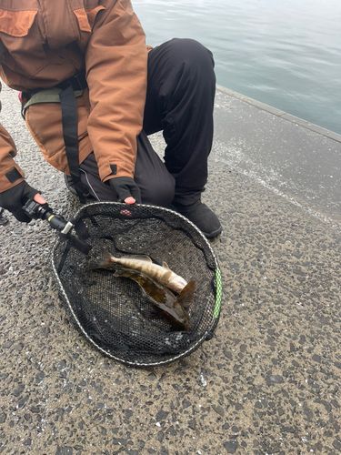 アイナメの釣果