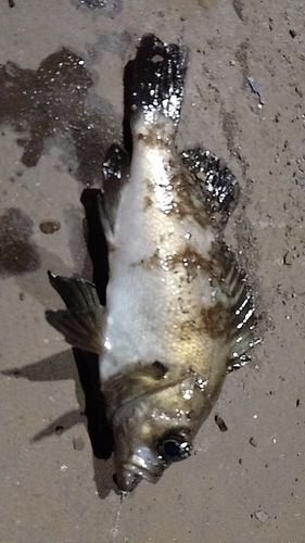 シロメバルの釣果