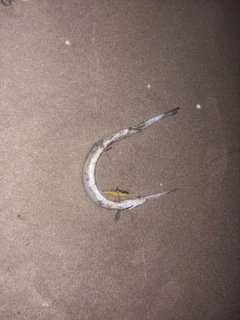 ダツの釣果