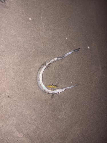 ダツの釣果