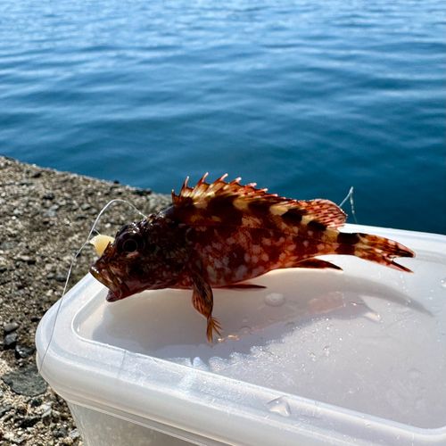 カサゴの釣果