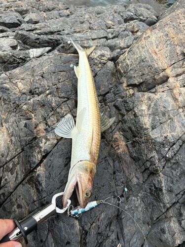 エソの釣果
