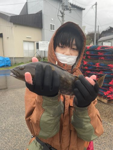 エゾメバルの釣果