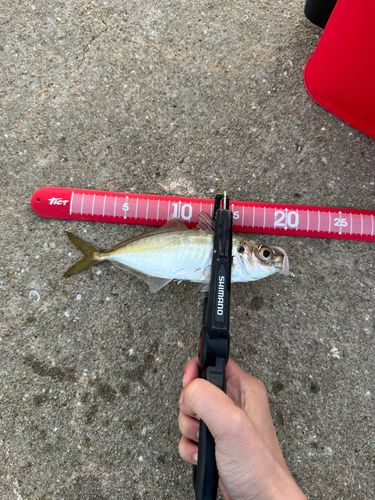 釣果