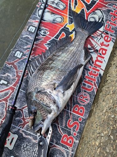 チヌの釣果