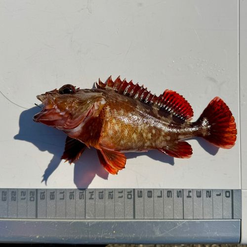カサゴの釣果