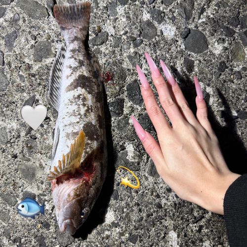 アイナメの釣果