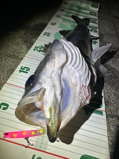 シーバスの釣果
