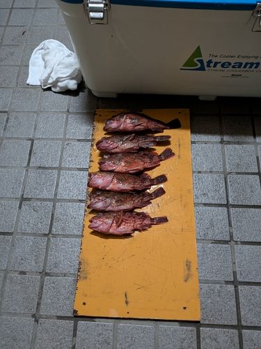 カサゴの釣果