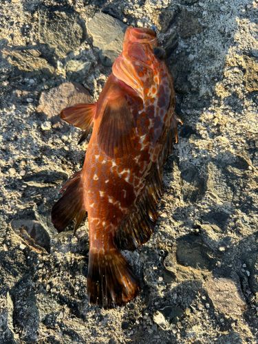 キジハタの釣果