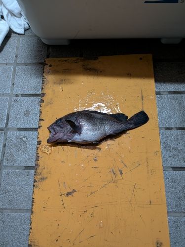 クロソイの釣果