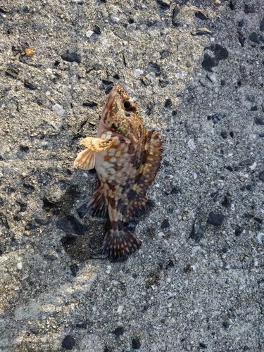 カサゴの釣果