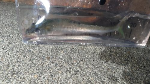 マイワシの釣果