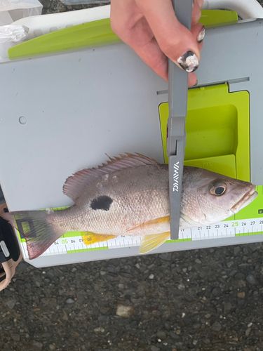 クロホシフエダイの釣果