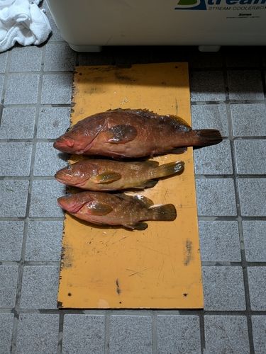 キジハタの釣果